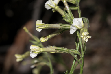 APII jpeg image of Nicotiana suaveolens  © contact APII