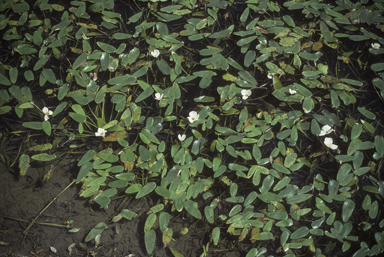 APII jpeg image of Ottelia ovalifolia  © contact APII