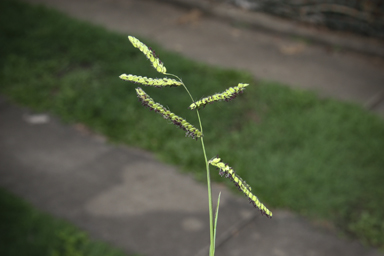 APII jpeg image of Paspalum dilatatum  © contact APII