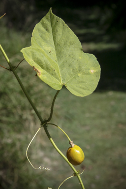 APII jpeg image of Passiflora foetida  © contact APII