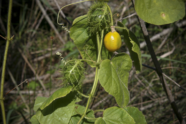 APII jpeg image of Passiflora foetida  © contact APII