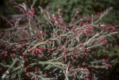 APII jpeg image of Euphorbia tithymaloides  © contact APII