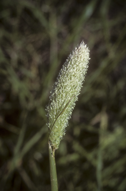 APII jpeg image of Phalaris paradoxa  © contact APII