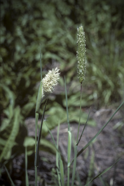 APII jpeg image of Phalaris paradoxa  © contact APII