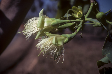APII jpeg image of Planchonia careya  © contact APII