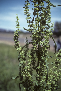 APII jpeg image of Rumex crispus  © contact APII