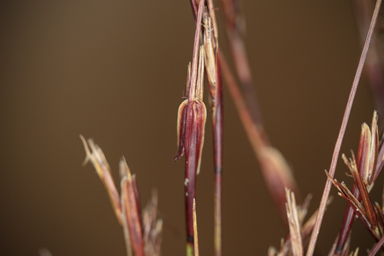 APII jpeg image of Schoenus asperocarpus  © contact APII