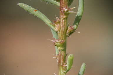 APII jpeg image of Sclerolaena calcarata  © contact APII