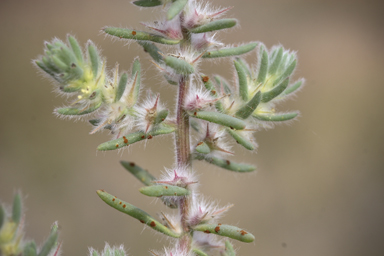 APII jpeg image of Sclerolaena lanicuspis  © contact APII