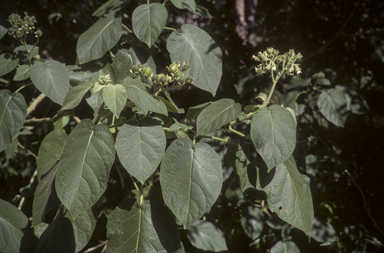 APII jpeg image of Solanum abutiloides  © contact APII