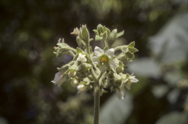 APII jpeg image of Solanum abutiloides  © contact APII