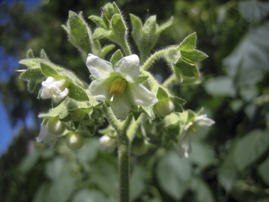 APII jpeg image of Solanum abutiloides  © contact APII