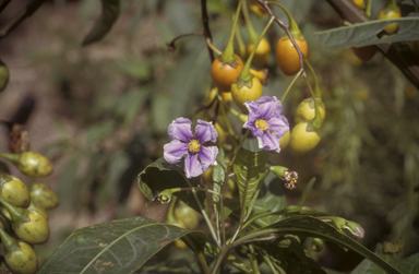 APII jpeg image of Solanum aviculare  © contact APII