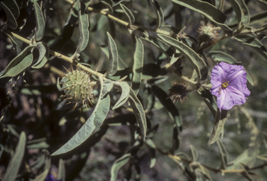 APII jpeg image of Solanum cunninghamii  © contact APII