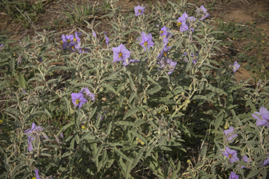 APII jpeg image of Solanum elaeagnifolium  © contact APII