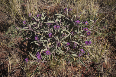 APII jpeg image of Solanum ellipticum  © contact APII