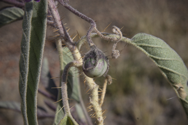 APII jpeg image of Solanum ellipticum  © contact APII