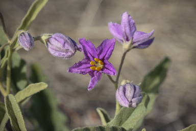 APII jpeg image of Solanum esuriale  © contact APII