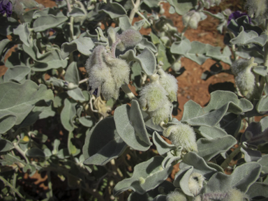 APII jpeg image of Solanum lasiophyllum  © contact APII