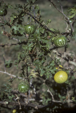 APII jpeg image of Solanum linnaeanum  © contact APII