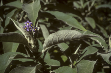 APII jpeg image of Solanum mauritianum  © contact APII
