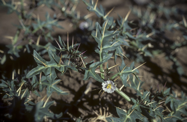 APII jpeg image of Solanum pugiunculiferum  © contact APII