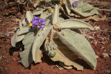 APII jpeg image of Solanum quadriloculatum  © contact APII