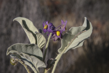 APII jpeg image of Solanum quadriloculatum  © contact APII