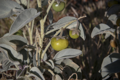 APII jpeg image of Solanum quadriloculatum  © contact APII