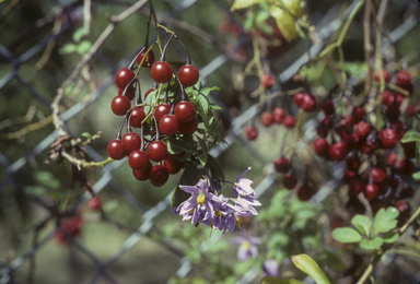 APII jpeg image of Solanum seaforthianum  © contact APII