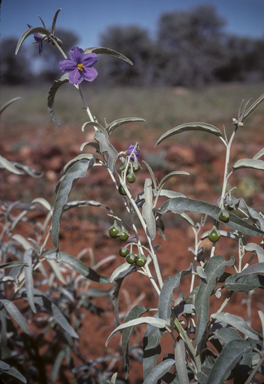 APII jpeg image of Solanum sturtianum  © contact APII