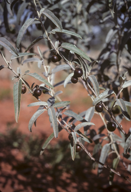 APII jpeg image of Solanum sturtianum  © contact APII