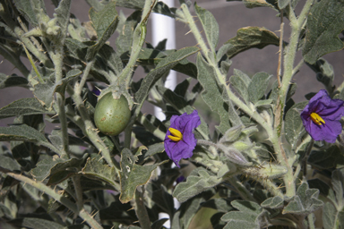 APII jpeg image of Solanum succosum  © contact APII