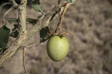APII jpeg image of Solanum succosum  © contact APII