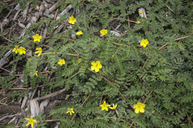 APII jpeg image of Tribulus micrococcus  © contact APII