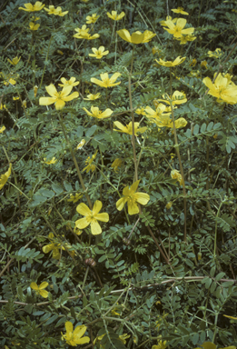 APII jpeg image of Tribulus micrococcus  © contact APII