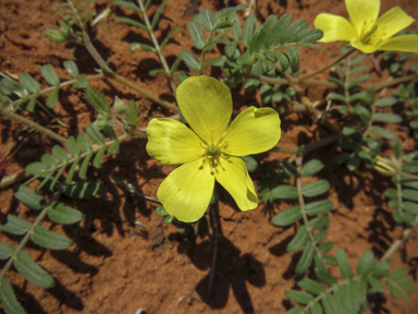 APII jpeg image of Tribulus terrestris  © contact APII