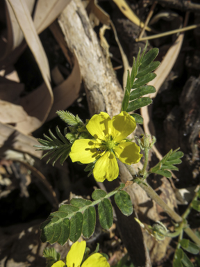 APII jpeg image of Tribulus terrestris  © contact APII