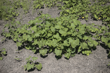 APII jpeg image of Xanthium strumarium  © contact APII