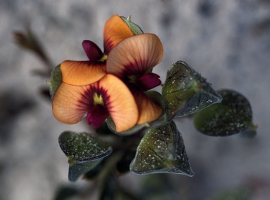 APII jpeg image of Daviesia alternifolia  © contact APII