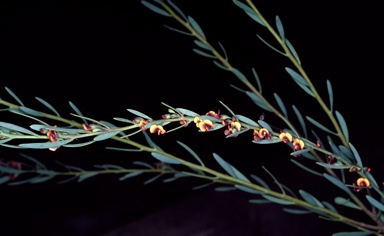APII jpeg image of Daviesia argillacea  © contact APII