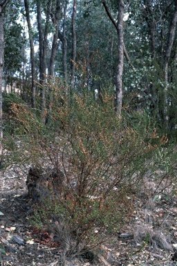 APII jpeg image of Daviesia buxifolia  © contact APII