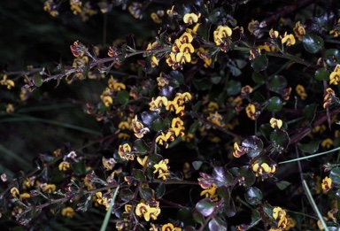 APII jpeg image of Daviesia buxifolia  © contact APII