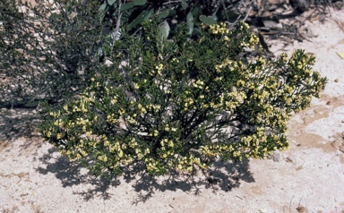 APII jpeg image of Daviesia campephylla  © contact APII