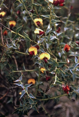 APII jpeg image of Daviesia cardiophylla  © contact APII