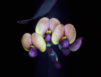 APII jpeg image of Daviesia cordata  © contact APII