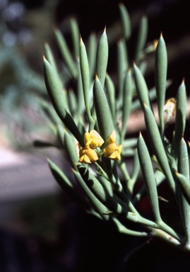 APII jpeg image of Daviesia crassa  © contact APII