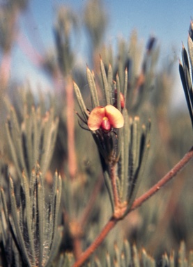 APII jpeg image of Daviesia croniniana  © contact APII