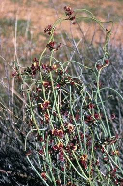 APII jpeg image of Daviesia debilior subsp. sinuans  © contact APII