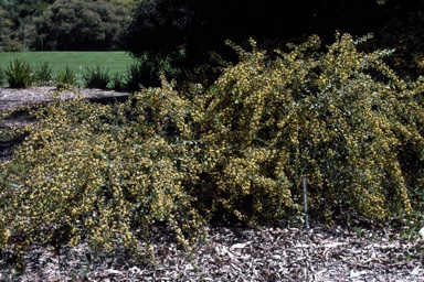 APII jpeg image of Daviesia elliptica  © contact APII